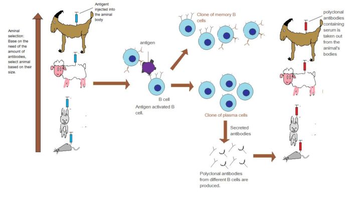 Immunisation